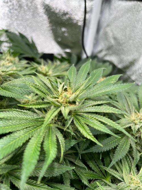 Dominastammbaum. Week 13