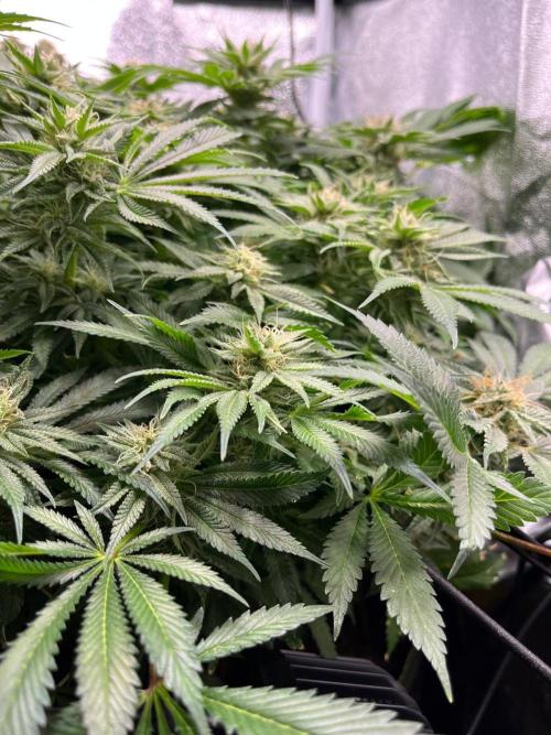 Dominastammbaum. Week 13