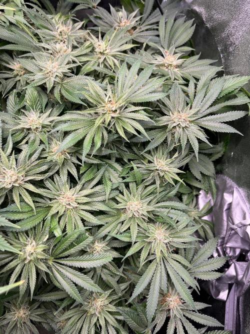 Dominastammbaum. Week 13