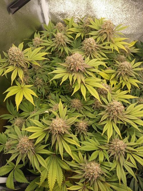 Dominastammbaum. Week 14