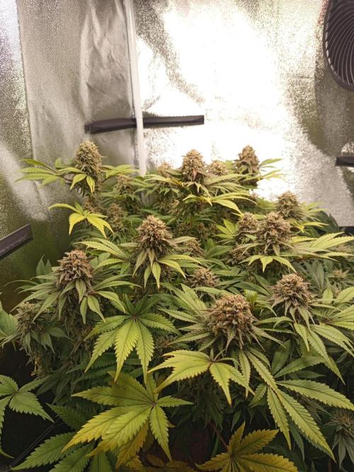 Dominastammbaum. Week 14