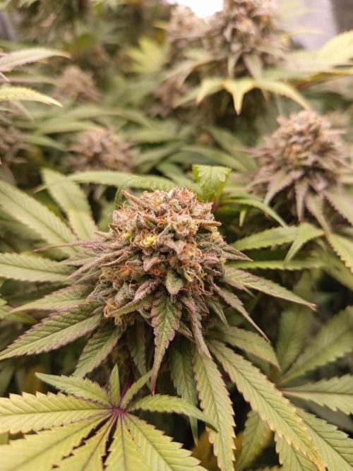Dominastammbaum. Week 14