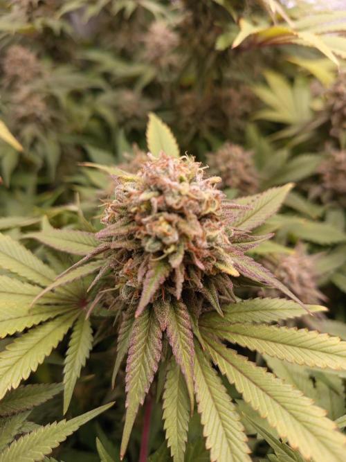 Dominastammbaum. Week 14