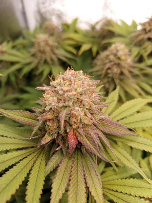 Dominastammbaum. Week 14