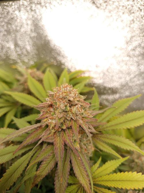 Dominastammbaum. Week 14