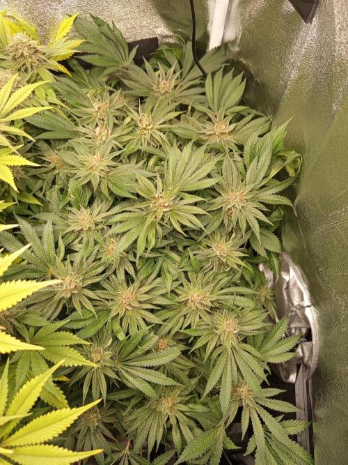 Dominastammbaum. Week 14