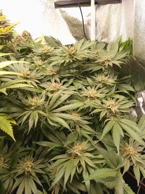 Dominastammbaum. Week 14