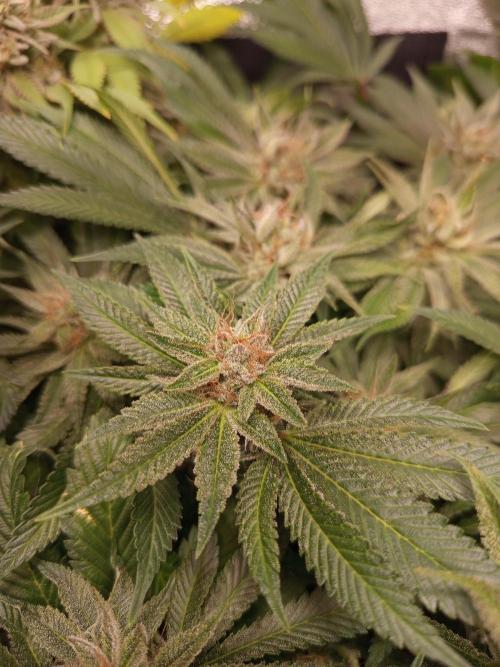 Dominastammbaum. Week 14