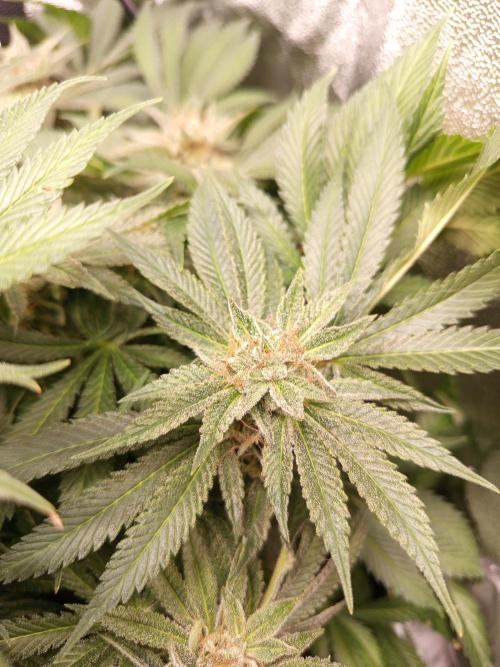 Dominastammbaum. Week 14