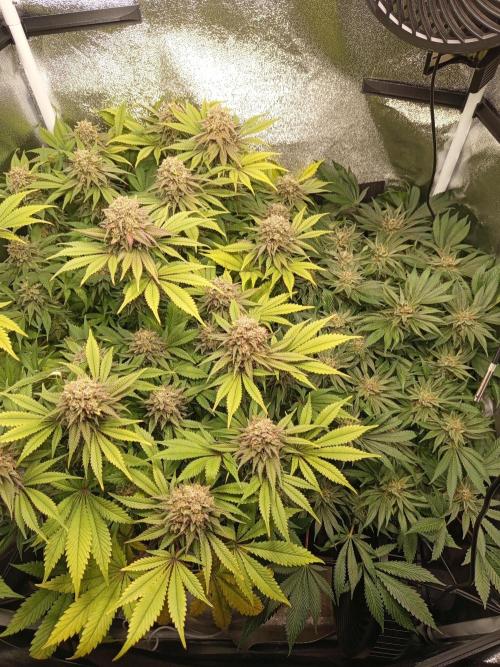 Dominastammbaum. Week 14
