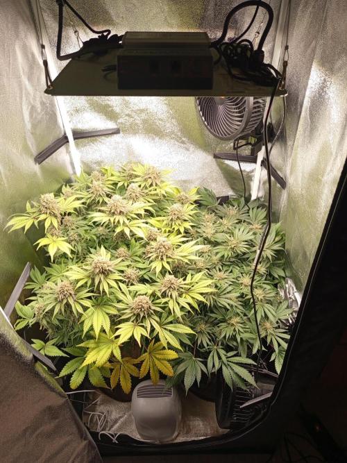 Dominastammbaum. Week 14