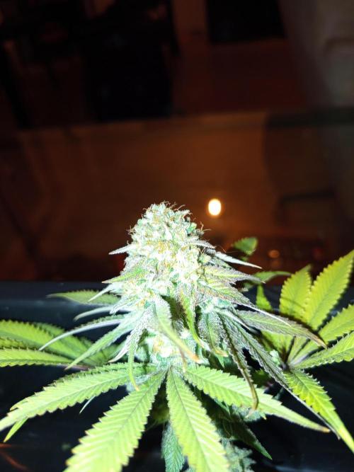 Dominastammbaum. Week 15