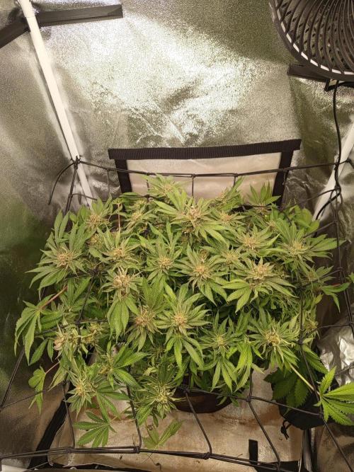 Dominastammbaum. Week 15
