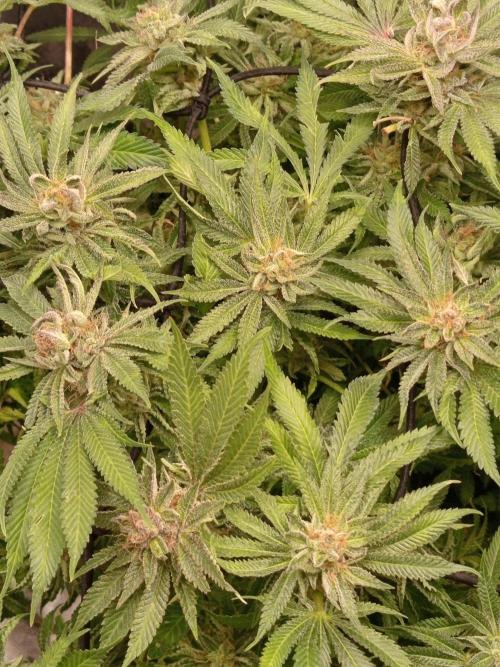 Dominastammbaum. Week 15