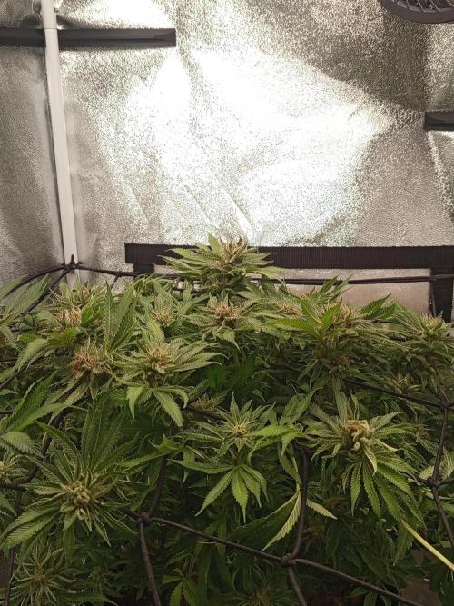 Dominastammbaum. Week 15