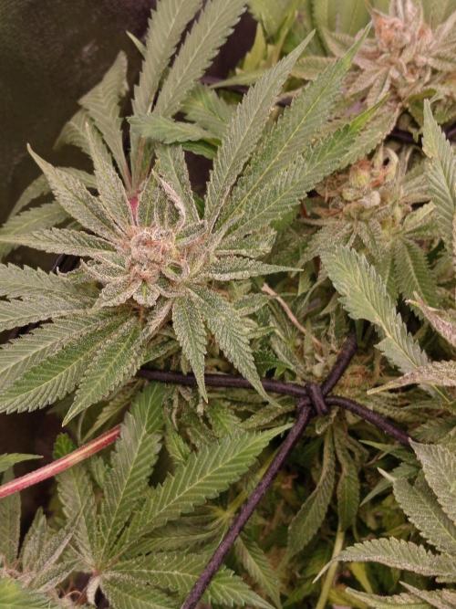 Dominastammbaum. Week 15