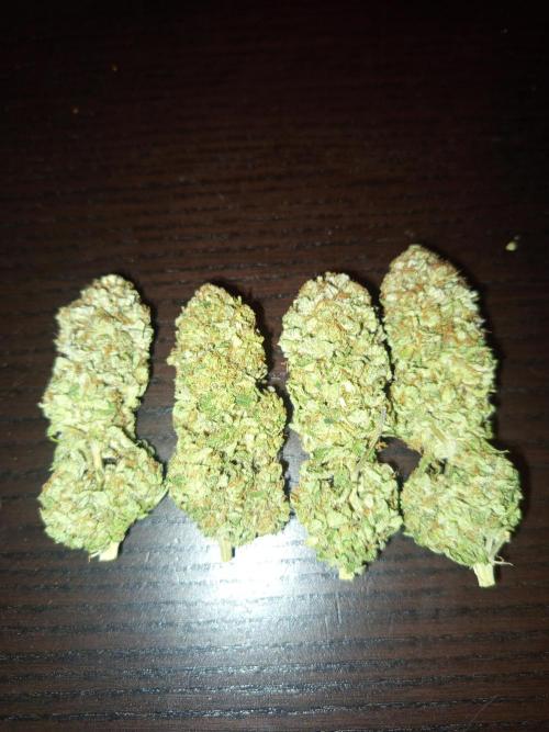 Dominastammbaum. Week 15
