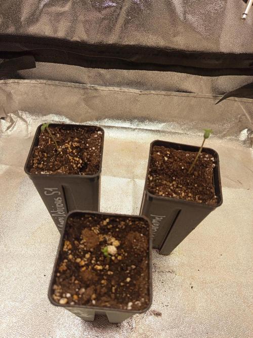 Heavy Indicas Outdoor 26. Week 1