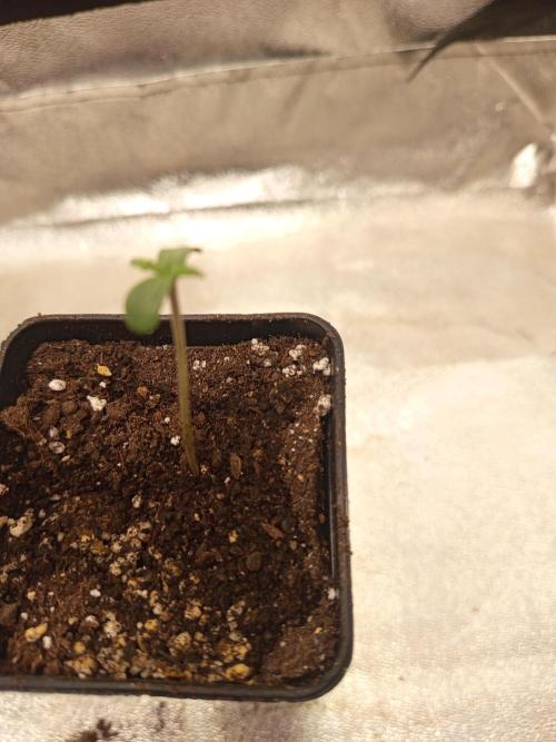 Heavy Indicas Outdoor 26. Week 1