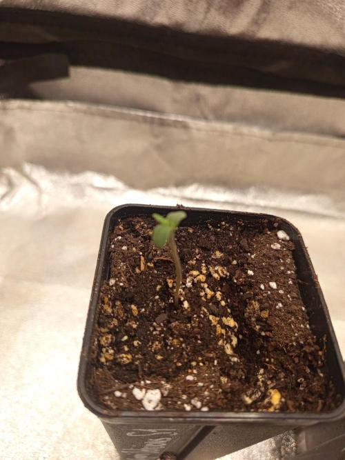 Heavy Indicas Outdoor 26. Week 1