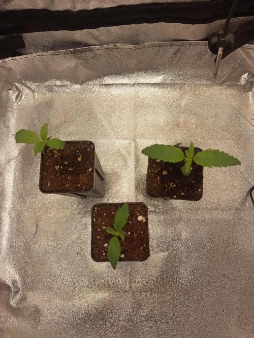 Heavy Indicas Outdoor 26. Week 2