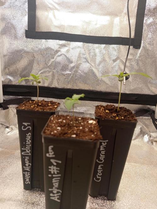 Heavy Indicas Outdoor 26. Week 2