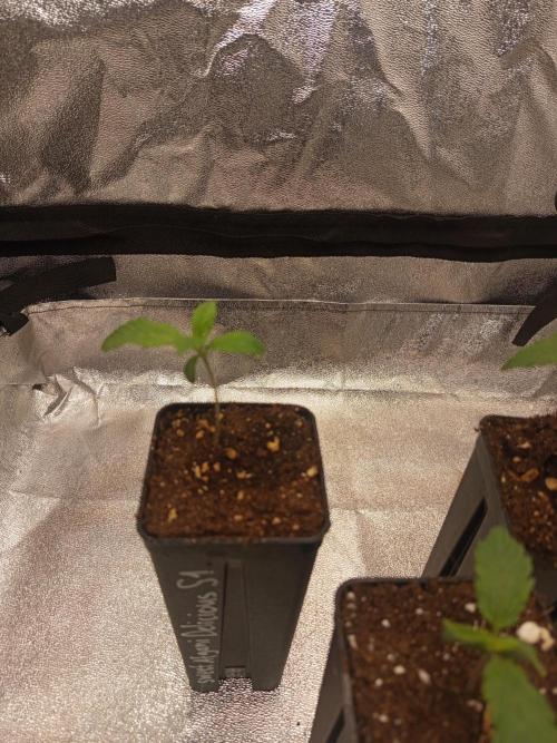 Heavy Indicas Outdoor 26. Week 2 - Sweet Afgani Delicious S1 