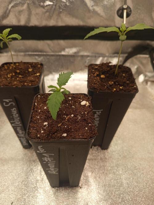 Heavy Indicas Outdoor 26. Week 2 - Afghani#1