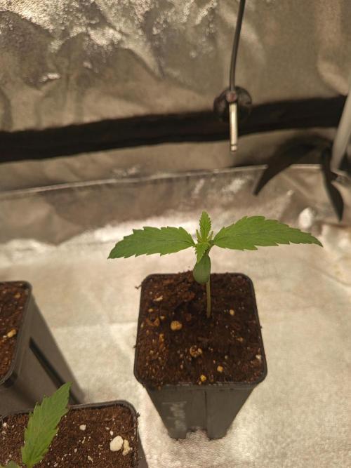 Heavy Indicas Outdoor 26. Week 2 - Cream Caramel 