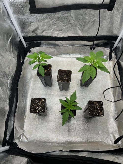 Heavy Indicas Outdoor 26. Week 3