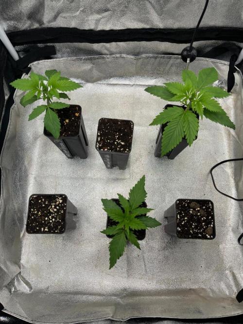 Heavy Indicas Outdoor 26. Week 3