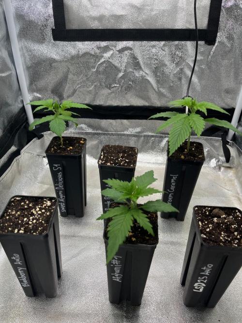 Heavy Indicas Outdoor 26. Week 3