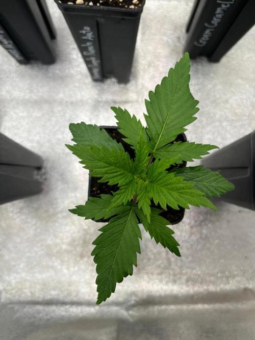 Heavy Indicas Outdoor 26. Week 3 - Afghani 1 fem 