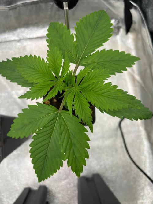 Heavy Indicas Outdoor 26. Week 3 - Cream Caramel 
