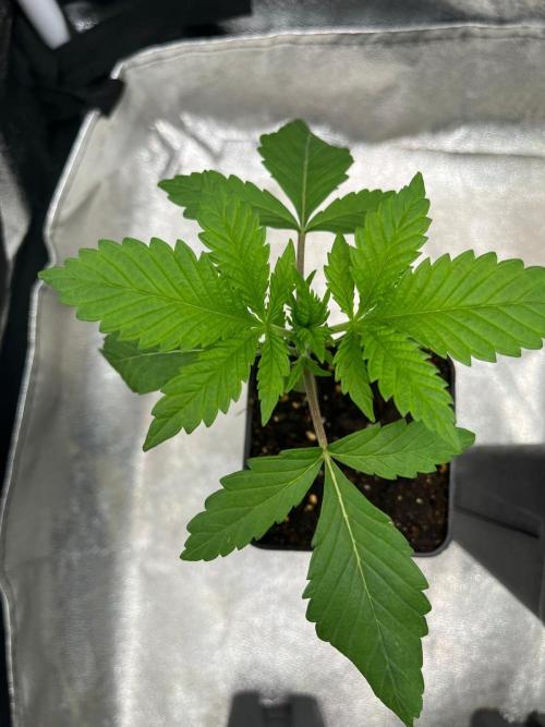 Heavy Indicas Outdoor 26. Week 3 - Sweet Afgani Delicious S1 