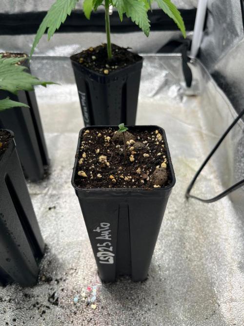 Outdoor FastBuds 26. Week 1