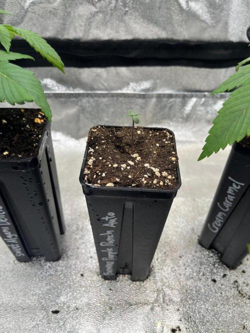 Outdoor FastBuds 26. Week 1
