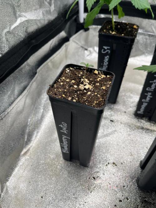 Outdoor FastBuds 26. Week 1