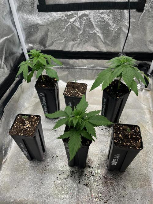 Outdoor FastBuds 26. Week 1