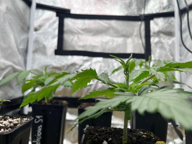 Heavy Indicas Outdoor 26. Week 4 - Afghani 1 