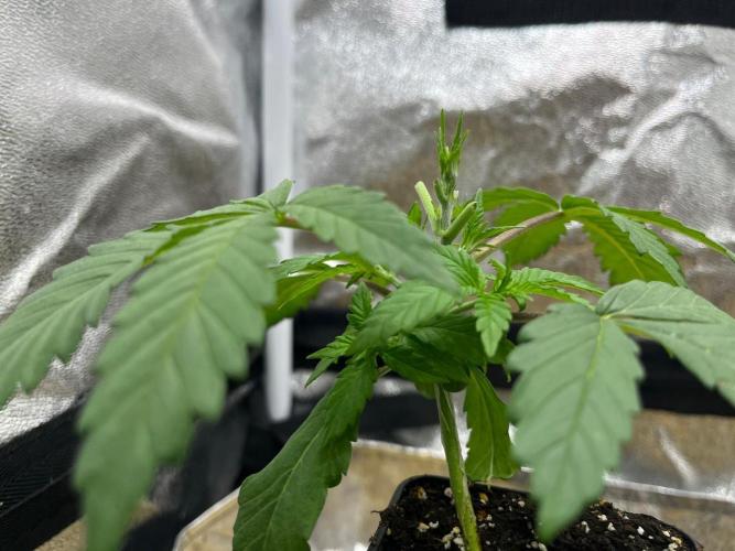 Heavy Indicas Outdoor 26. Week 4 - Sweet Afgani Delicious S1 