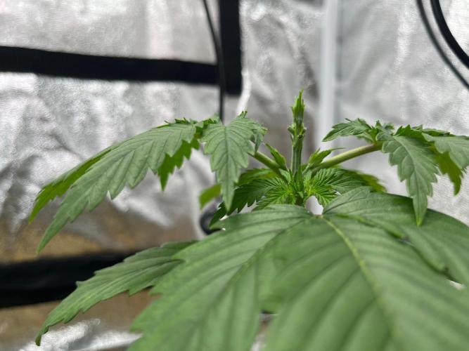 Heavy Indicas Outdoor 26. Week 4 - Cream Caramel 