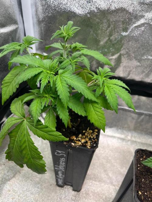 Heavy Indicas Outdoor 26. Week 5 - SAD S1