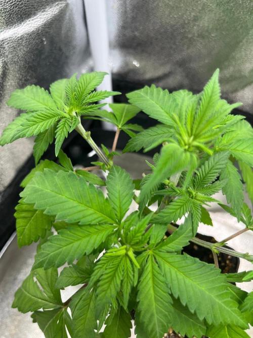 Heavy Indicas Outdoor 26. Week 5 - SAD S1
