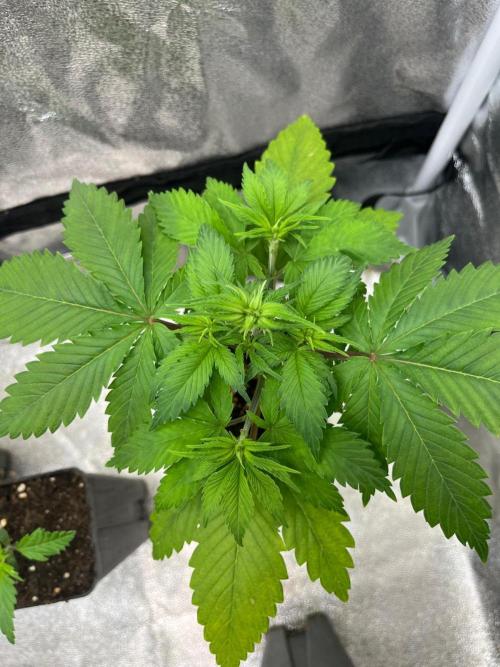 Heavy Indicas Outdoor 26. Week 5 - Cream Caramel