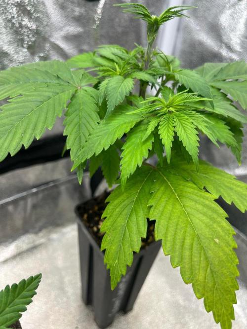 Heavy Indicas Outdoor 26. Week 5 - Cream Caramel