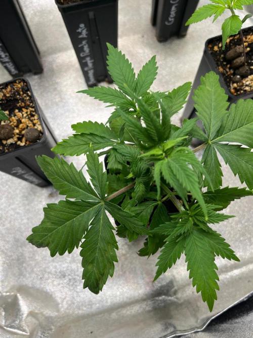Heavy Indicas Outdoor 26. Week 5 - Afghani#1