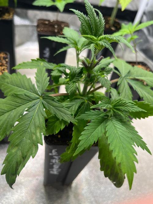 Heavy Indicas Outdoor 26. Week 5 - Afghani#1
