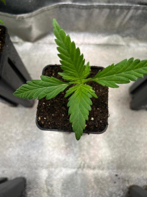 Outdoor FastBuds 26. Week 2 - Banana Purple Punch Auto