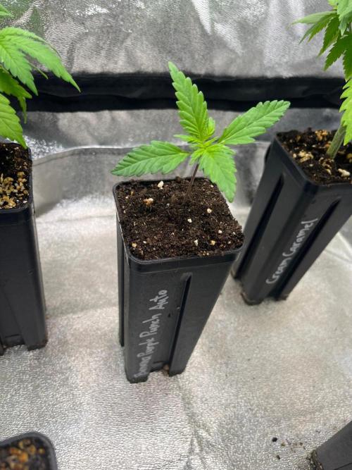 Outdoor FastBuds 26. Week 2 - Banana Purple Punch Auto